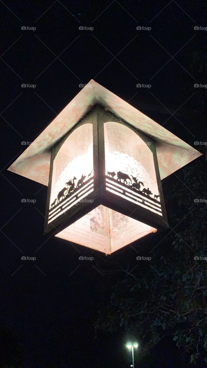 Disney’s Animal Kingdom 