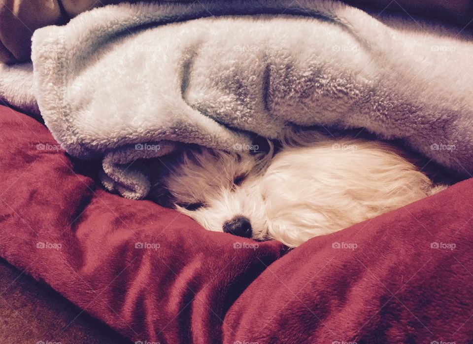 Dog under blankets 