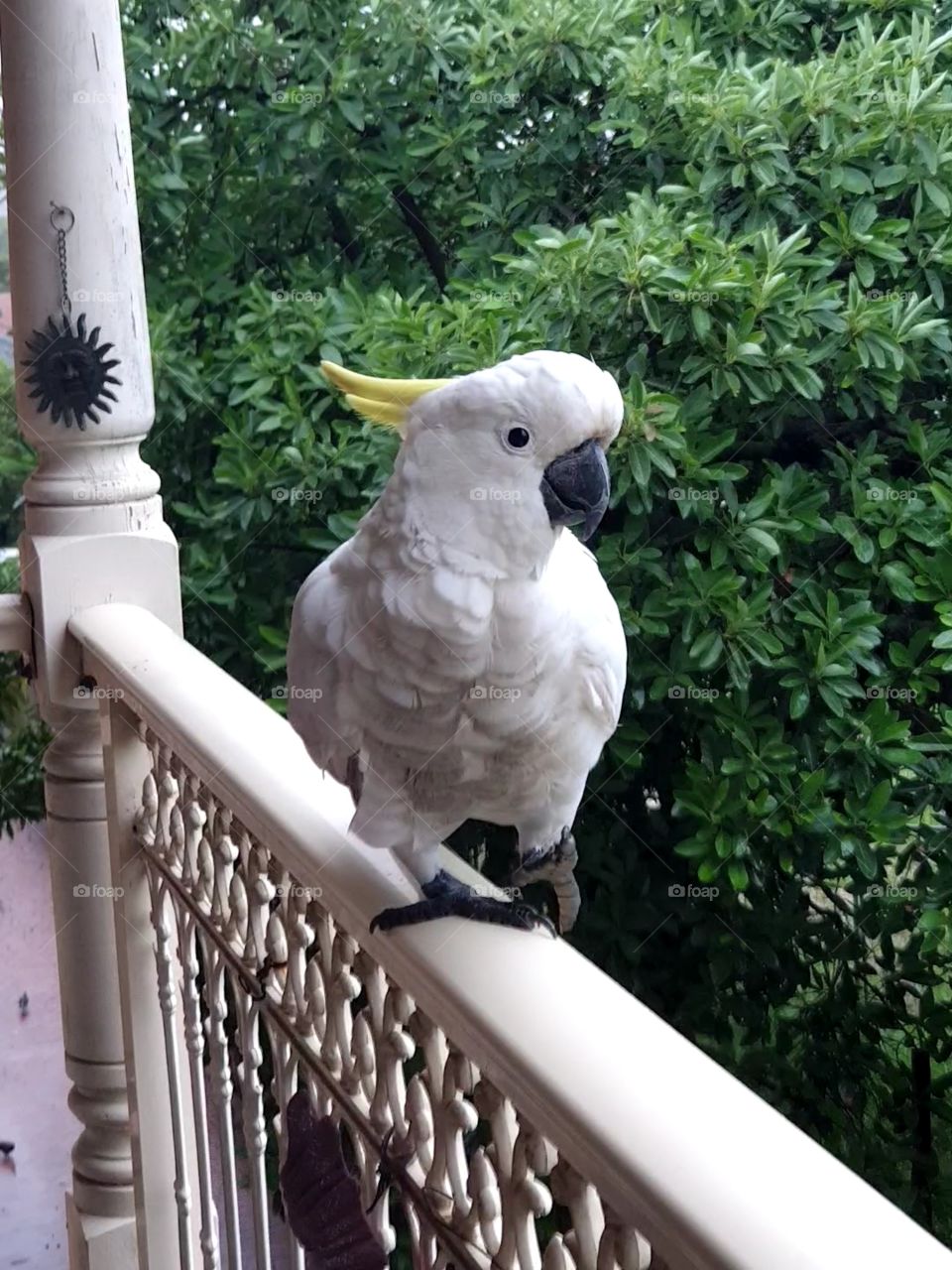 Yellow Crested Cockatoo