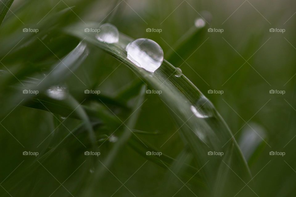 Water droplets on blades of grass in spring
