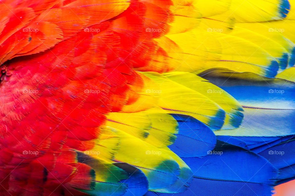 Colorful feathers of a beautiful red macaw.