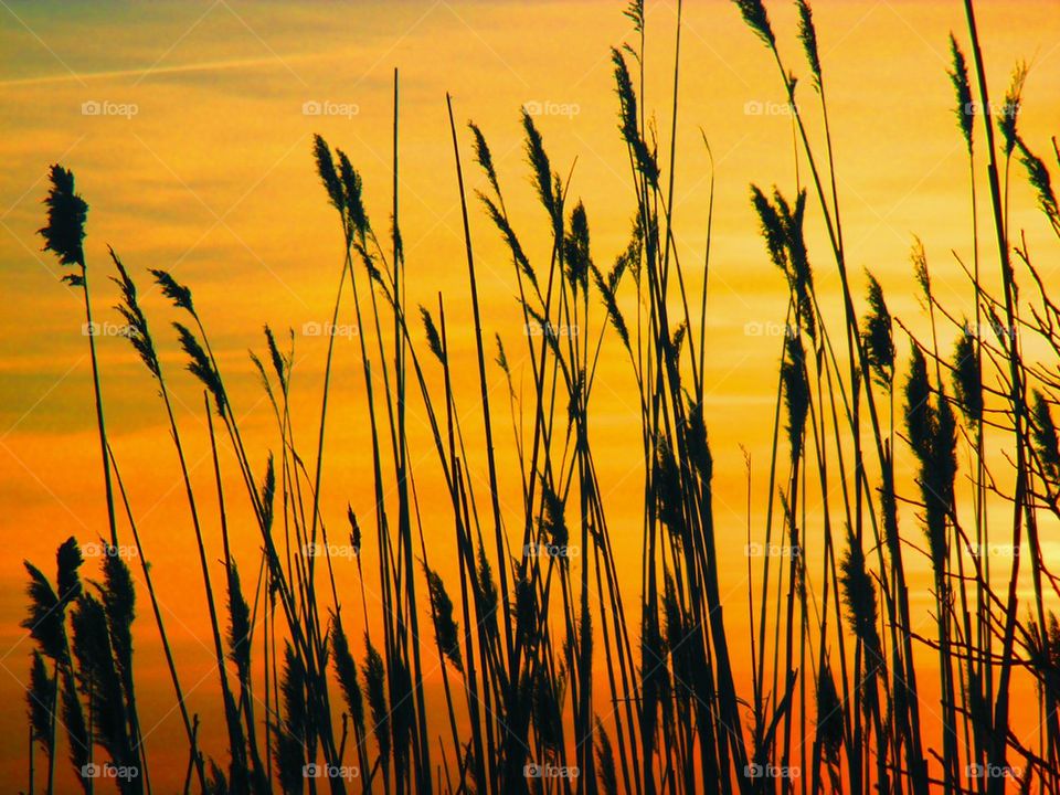 Close-up of grasses