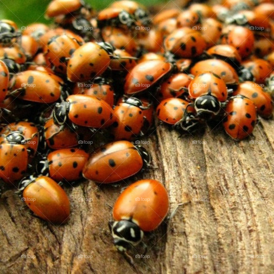 beetle Beatle orgy binge mating love fest spree saturnalia jag bacchanalia