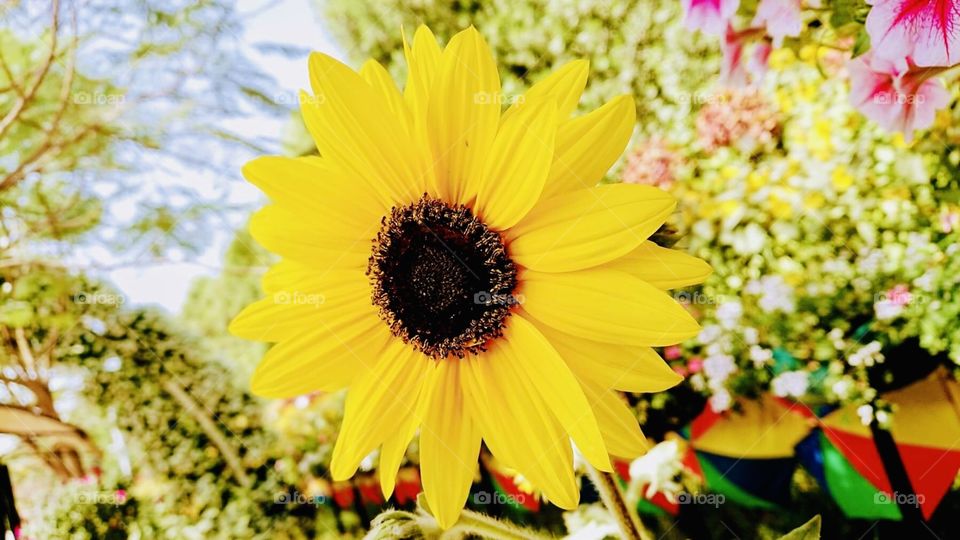 Flower _ Sunflower 