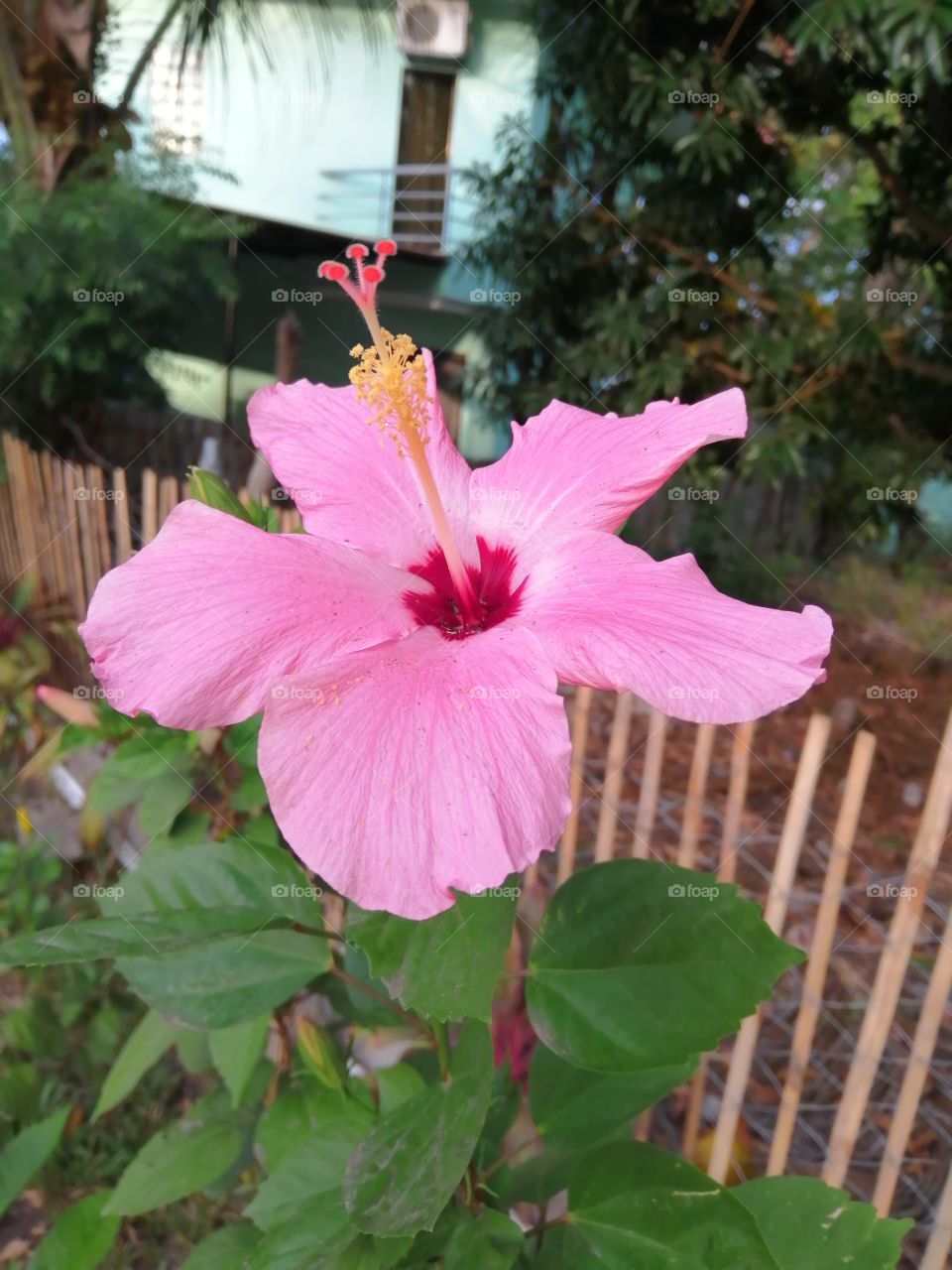 The pink gumamela flower