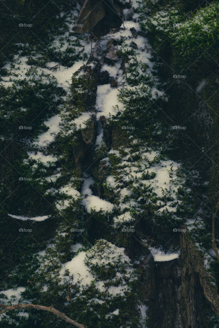 Snow covered moss