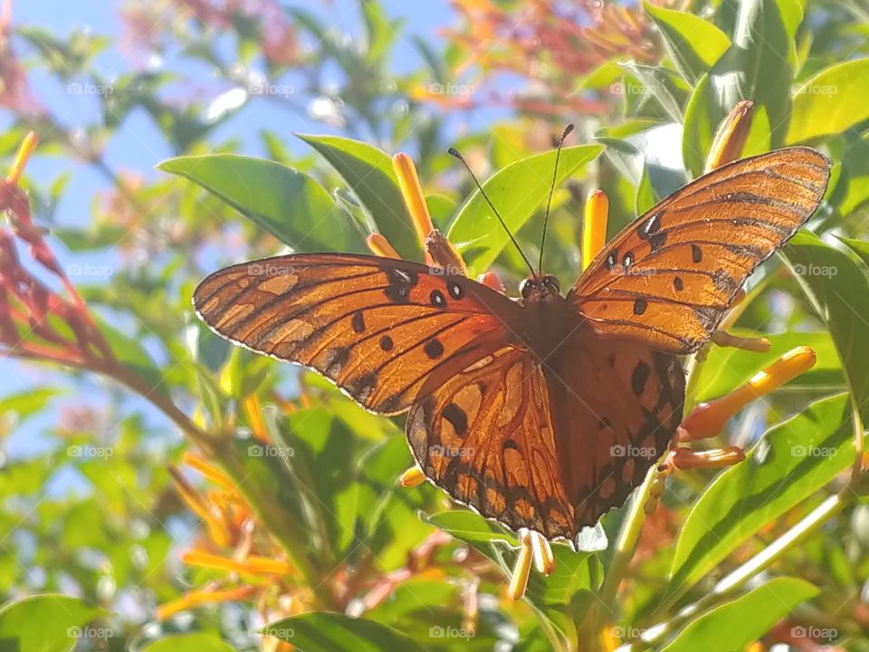 Beautiful orange butterfly with black spots sitting on a light green plant with orange, red, and yellow flowers with a light blue sky in the beackground.