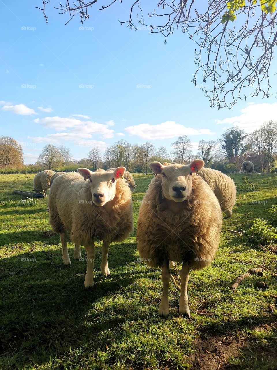 flock of sheep. Two cute sheep's. Countryside.