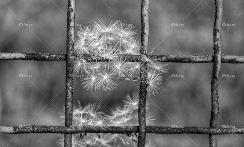 Fence, Nature, No Person, Desktop, Abstract