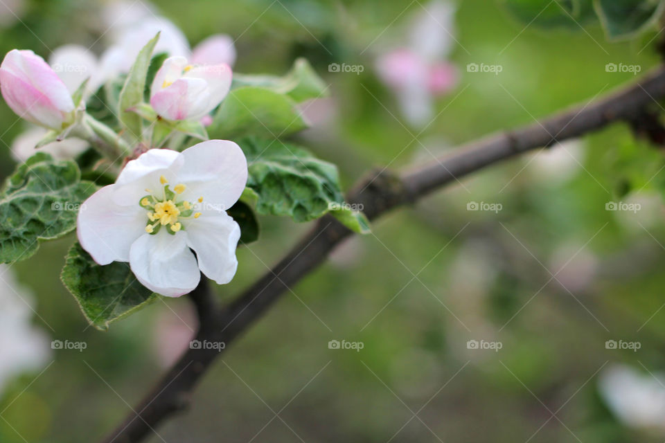 Apple blossom