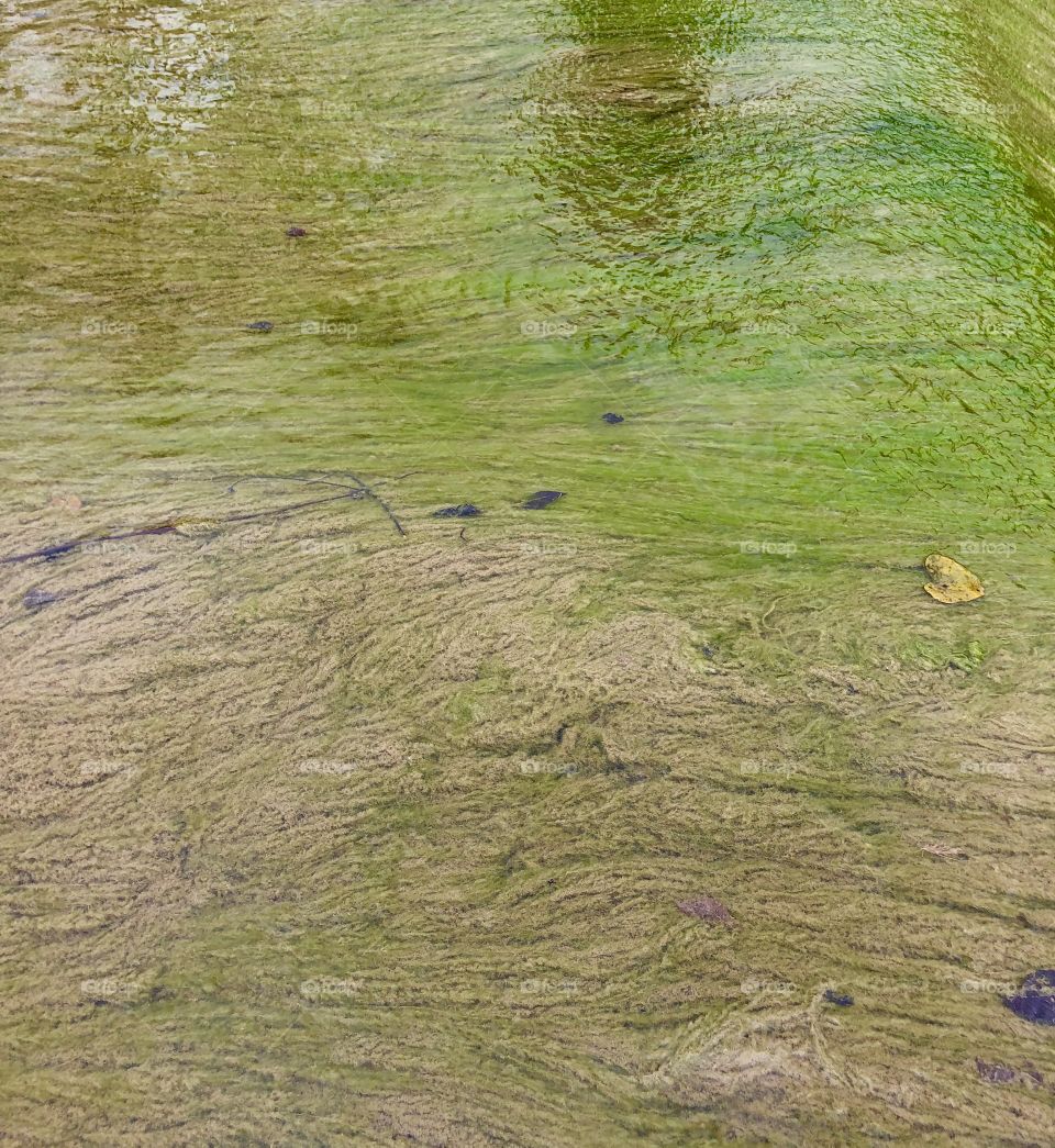 Green algae growing underwater