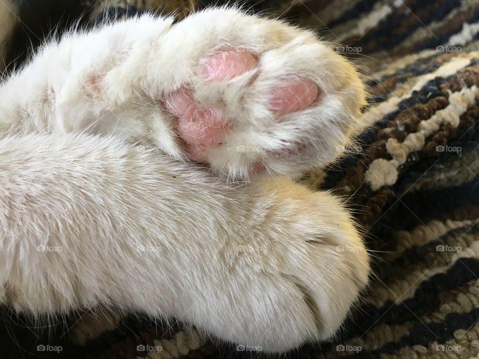 Cat Toes