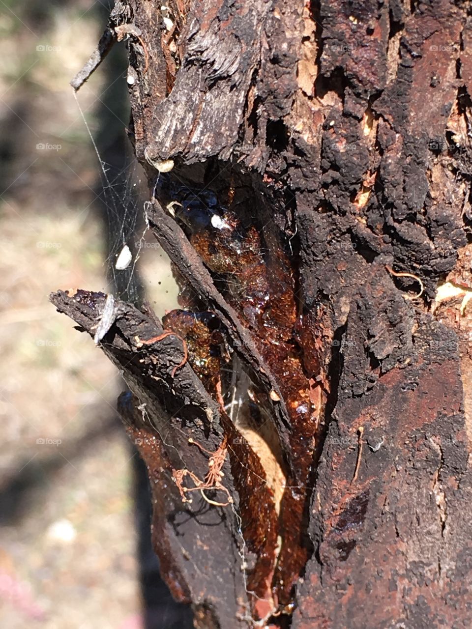 Tree bark