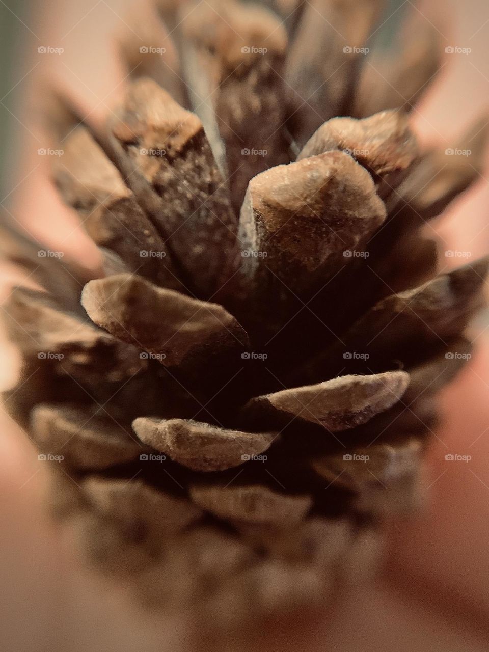 A fish-eye lens view of a baby pinecone. Nature comes inside for the winter. Cheap decorating idea, too! 