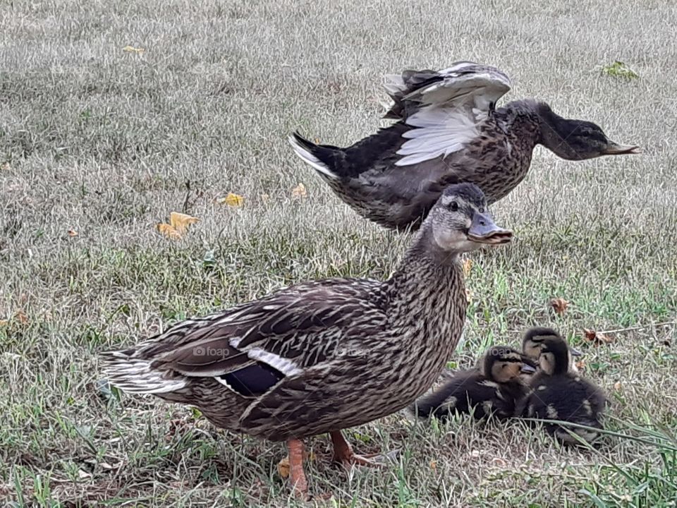 some ducks resting in my field