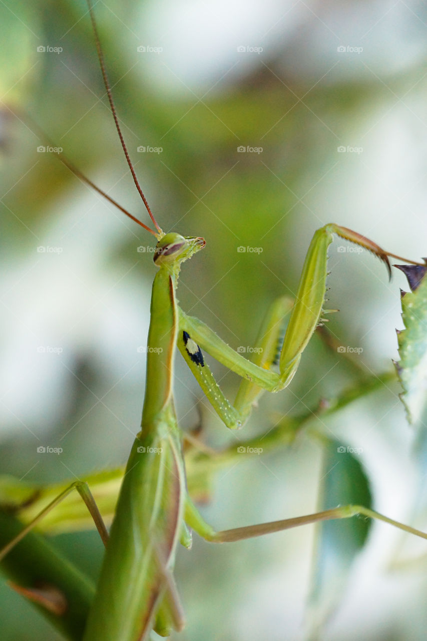 Side view a green grasshopper