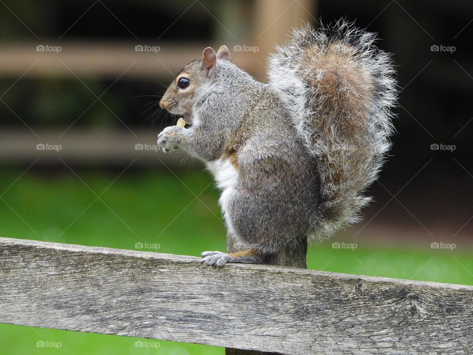 A squirrel on a fence 