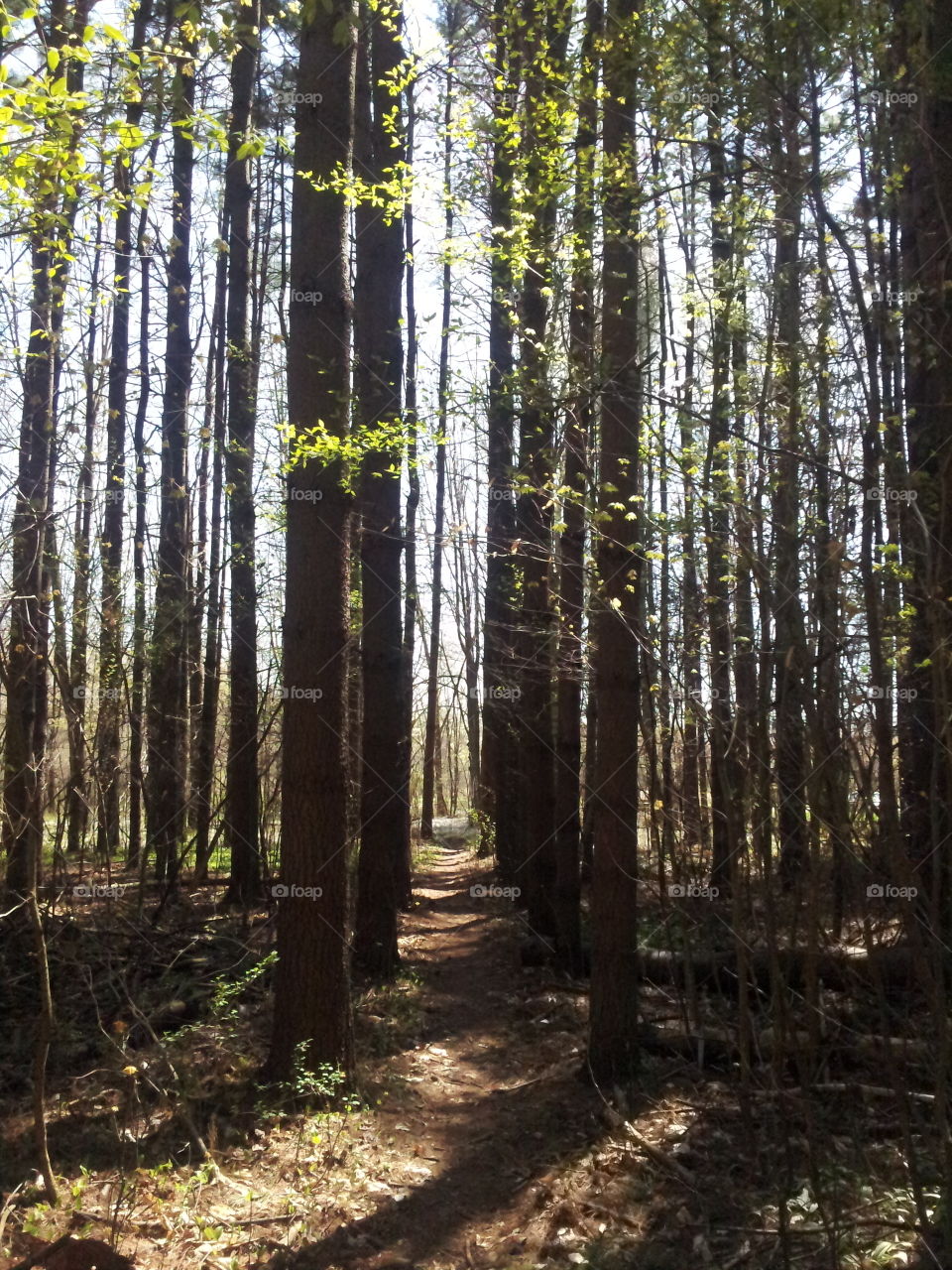 pine path. a forest path throw the pine trees