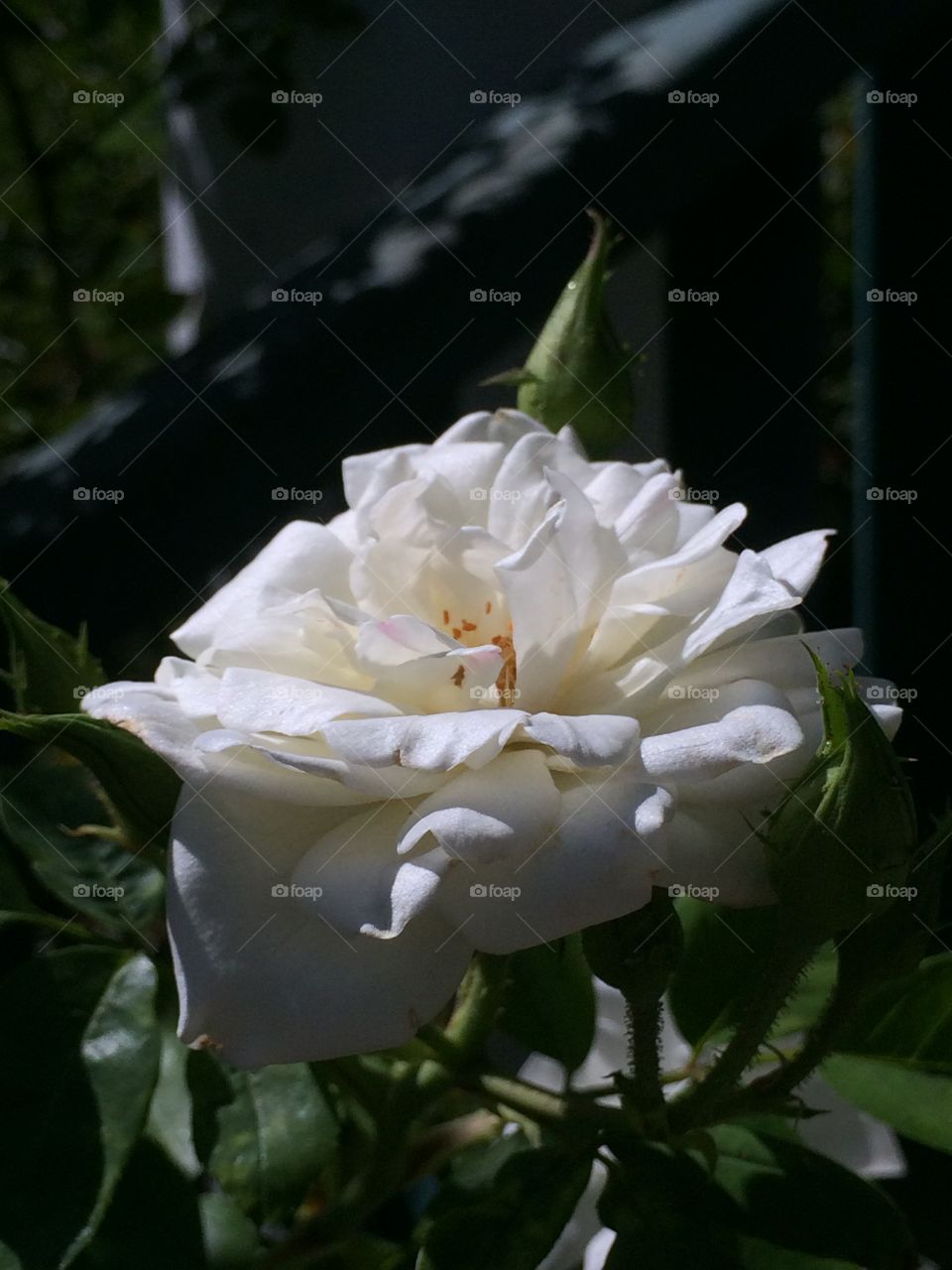 White rose