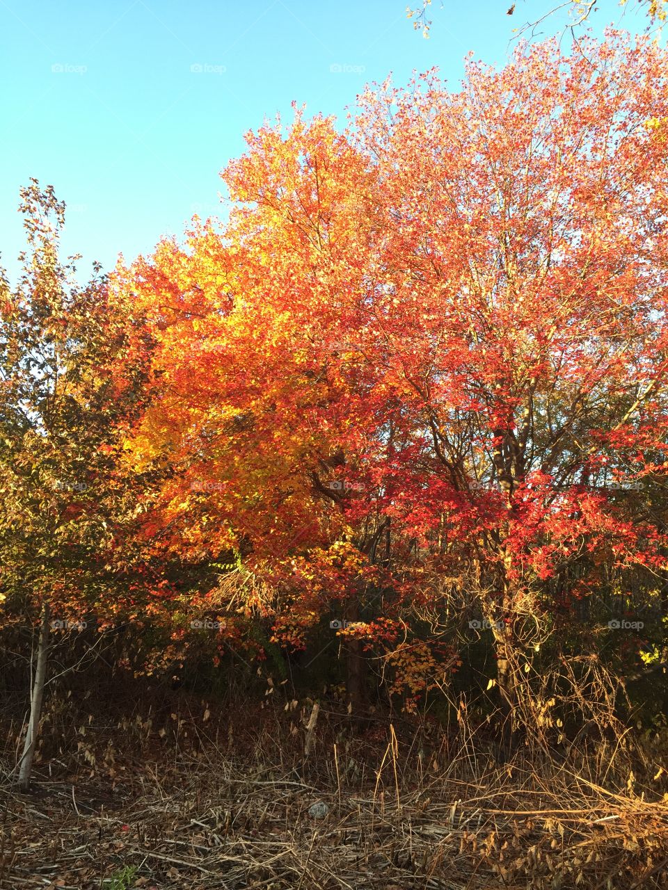 Fall Leaves. Taken in Waltham, MA