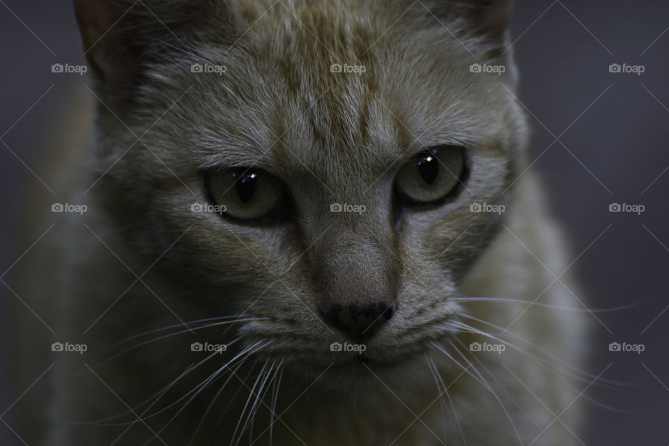 Staring Ginger Tabby Cat Face Close-up Portrait