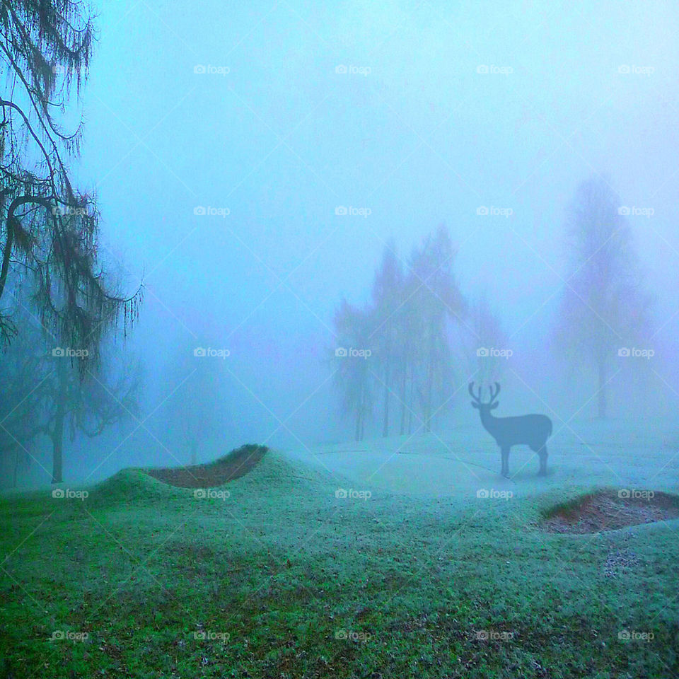 Deer standing on grassy land during foggy day