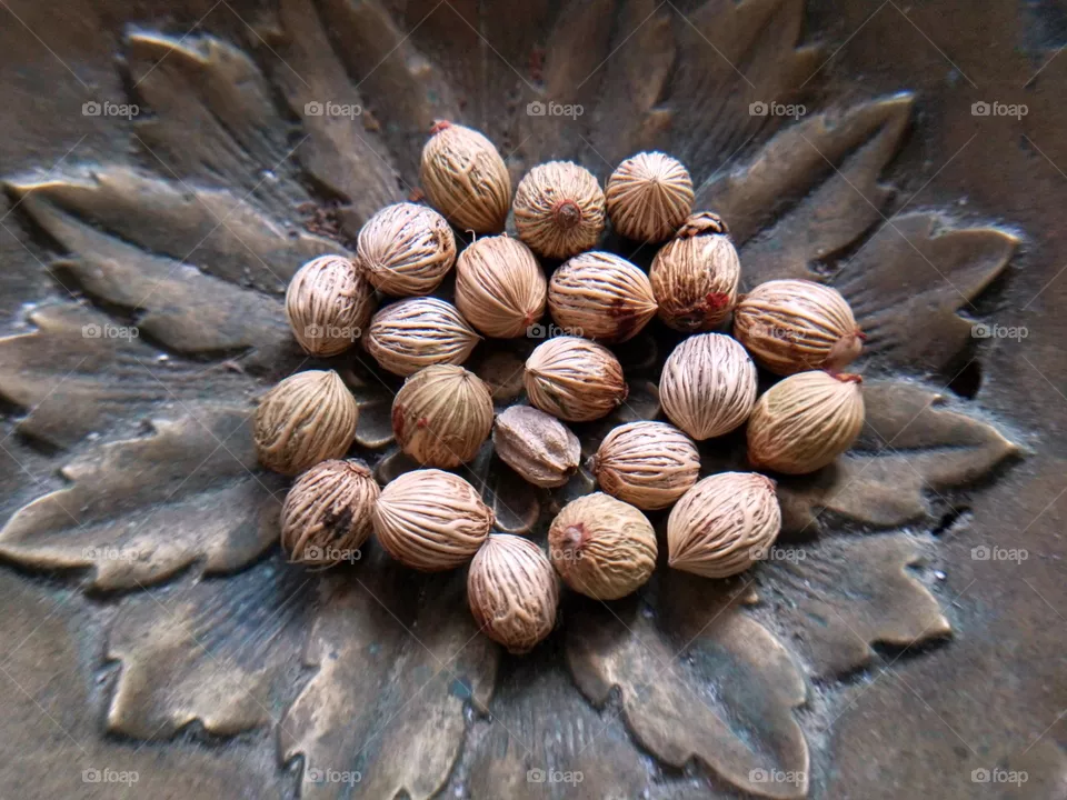Seeds