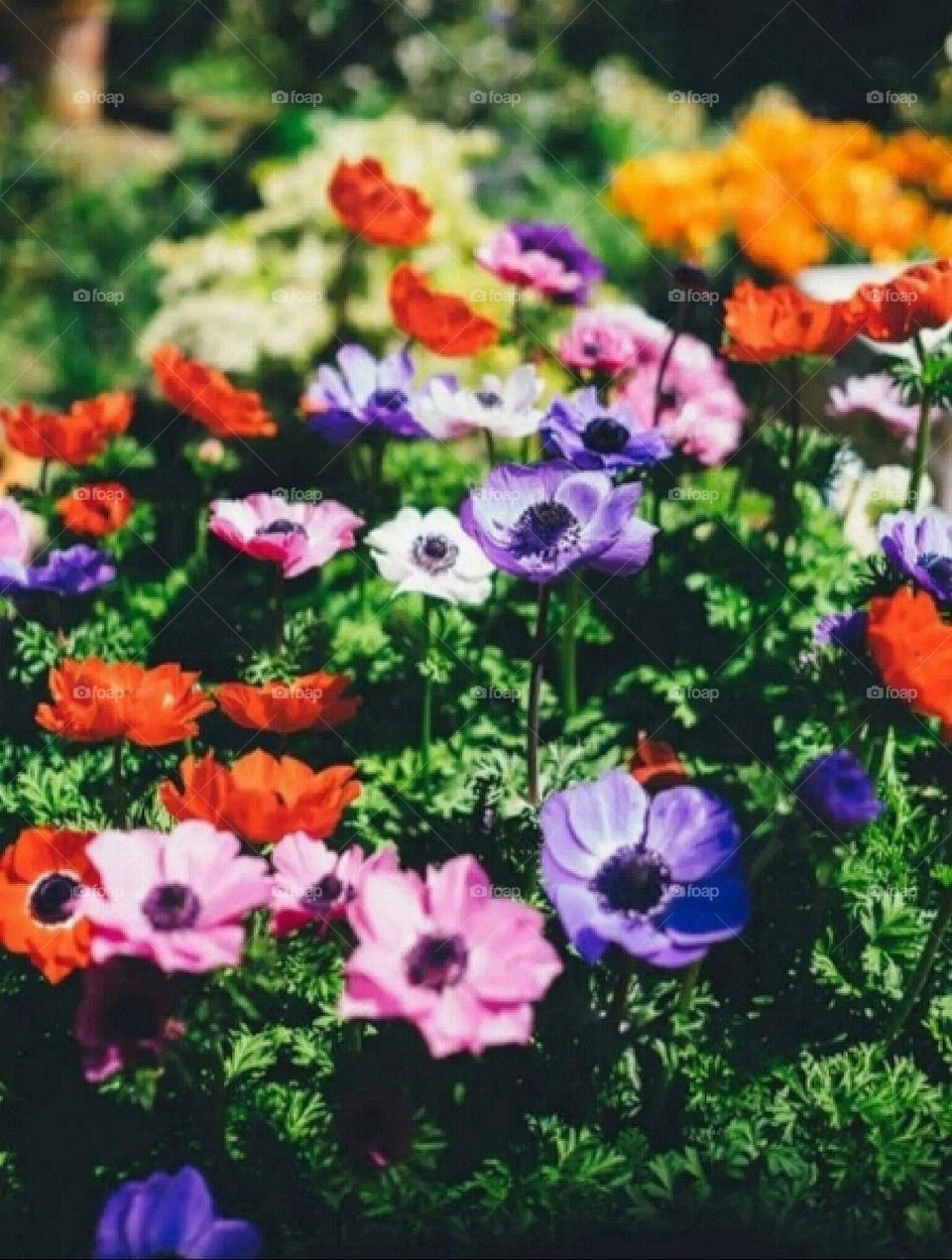 most beautiful and attractive flowers in the garden.