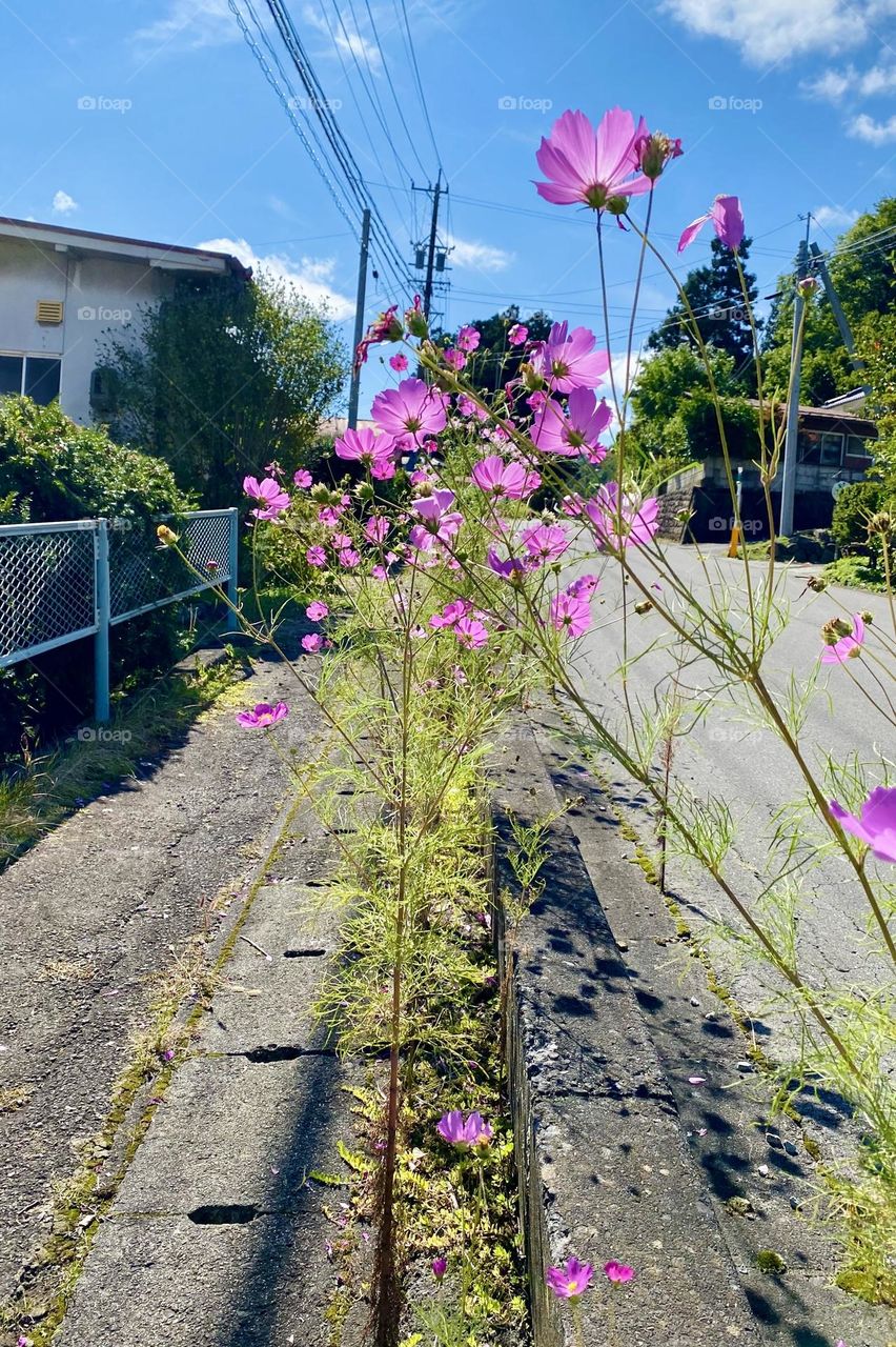 Cosmos flowers seen during a walk