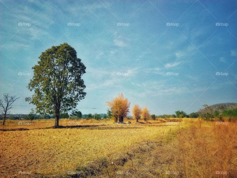 tree,field,sky,landscape