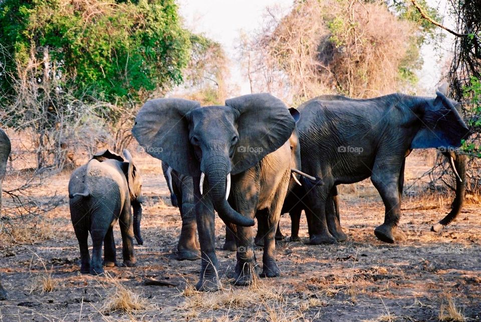 Elephant herd watching