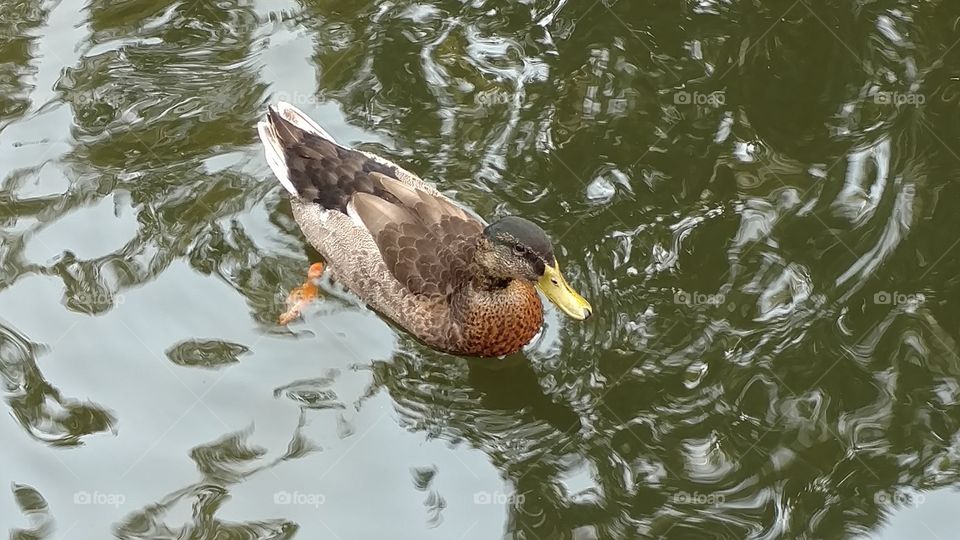 Duck, Bird, Wildlife, No Person, Water