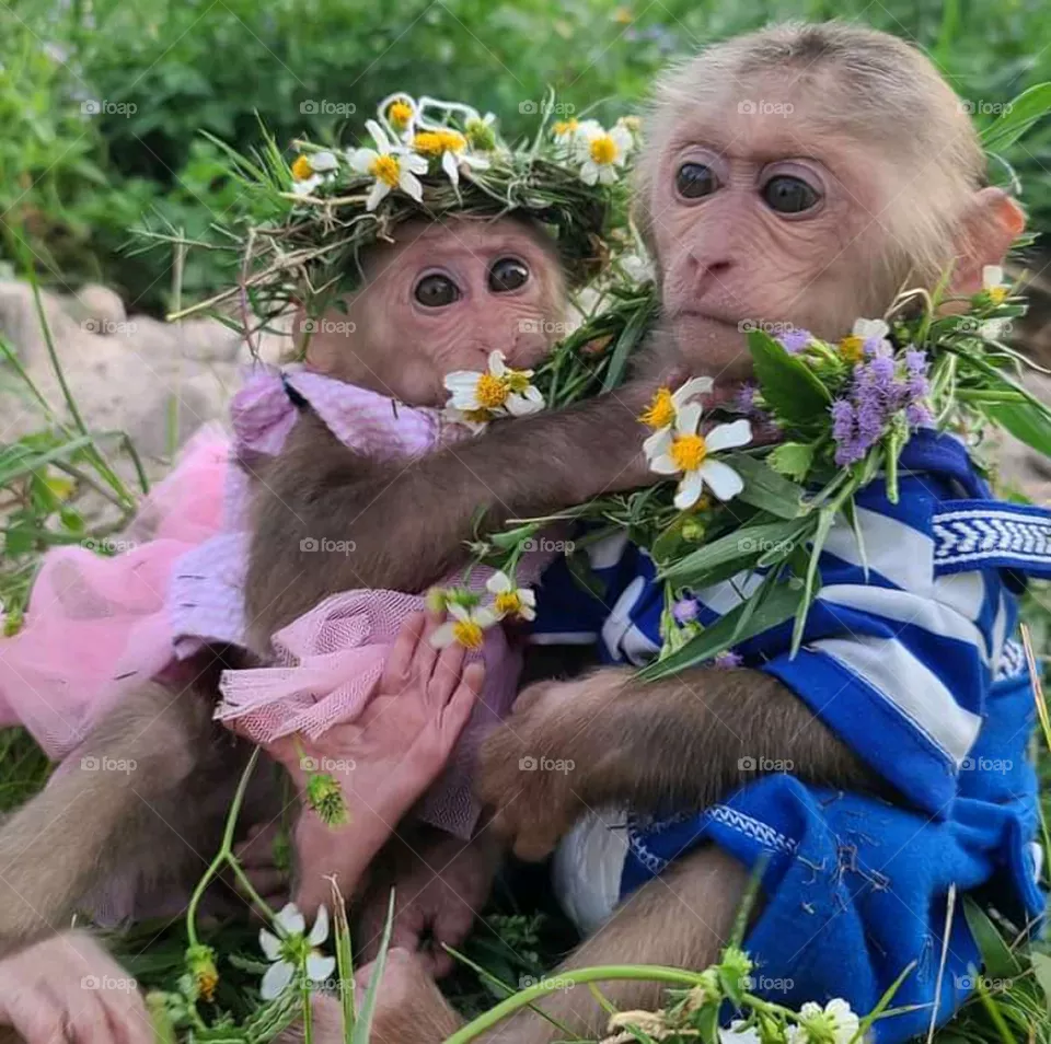 Monkey