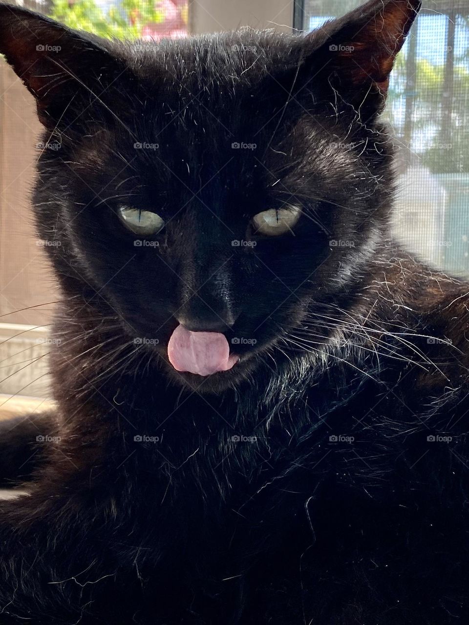A black cat licking it’s nose after eating some catnip