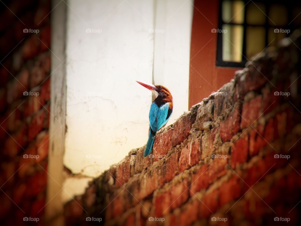 The white throated kingfisher (halcyon smyrnensis) also known as the white-breasted kingfisher.