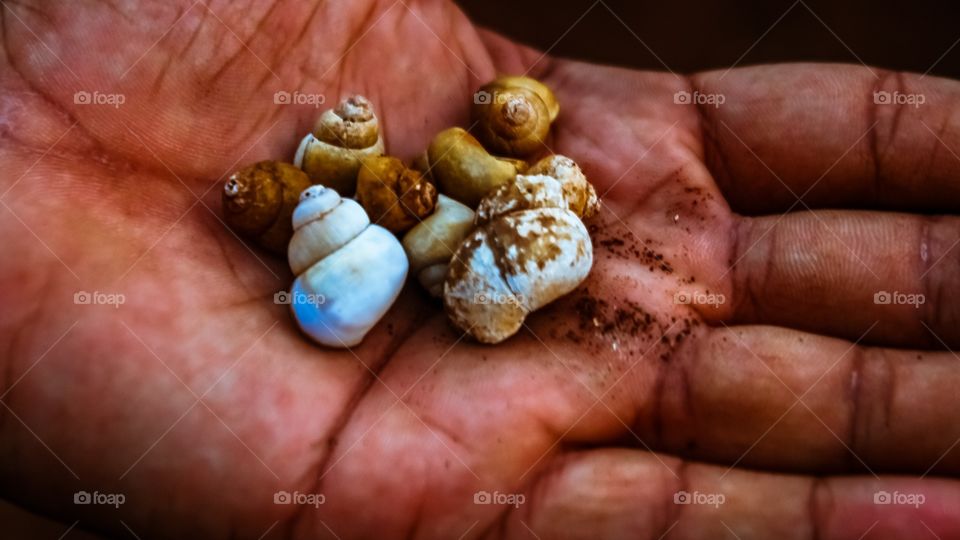 ocean collection 