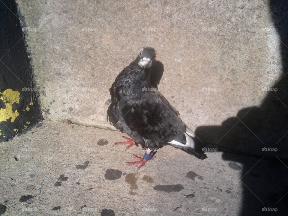 Poor pigeon!Cold Weather
