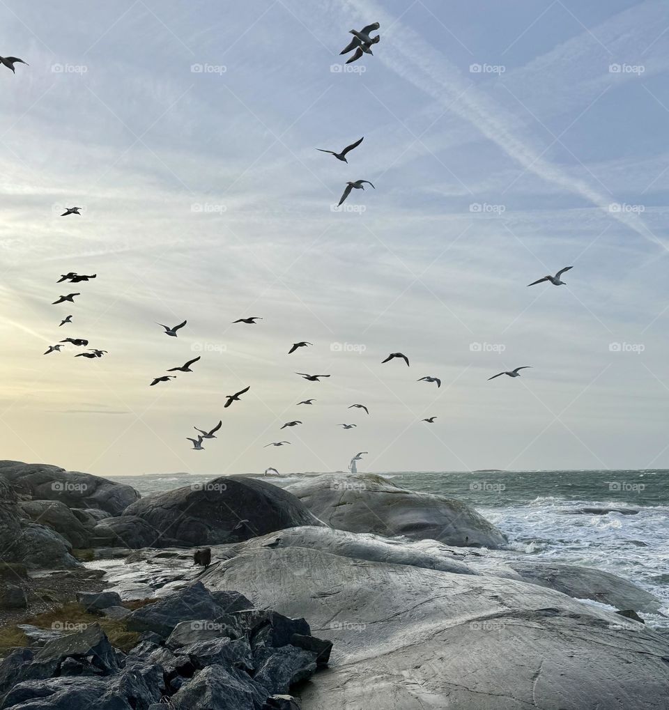 Feeding the seagulls 