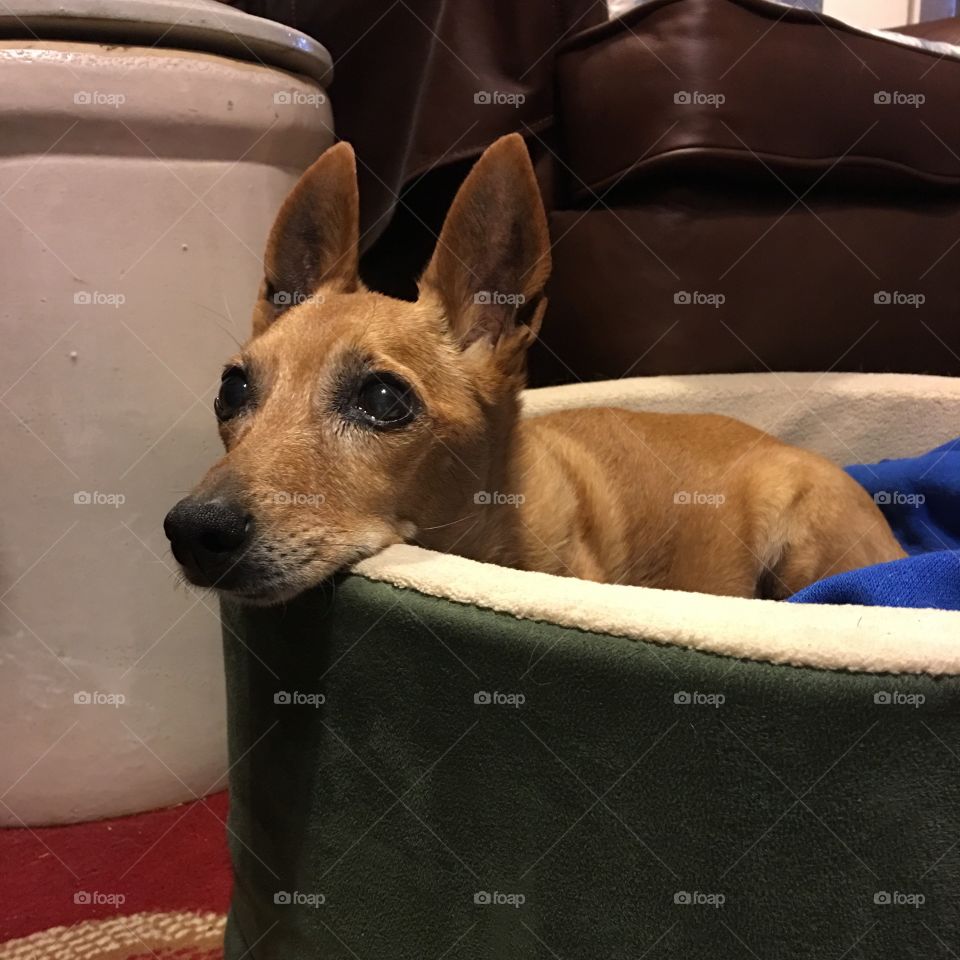 Heated dog bed and our mixed terrier!

Ginger loves her heated dog bed. It's stays at
105 degrees, just keeping the chill off.