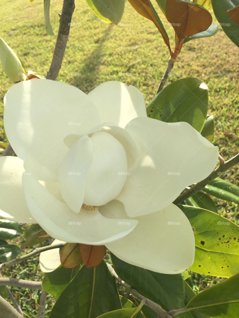 Magnolias bloom