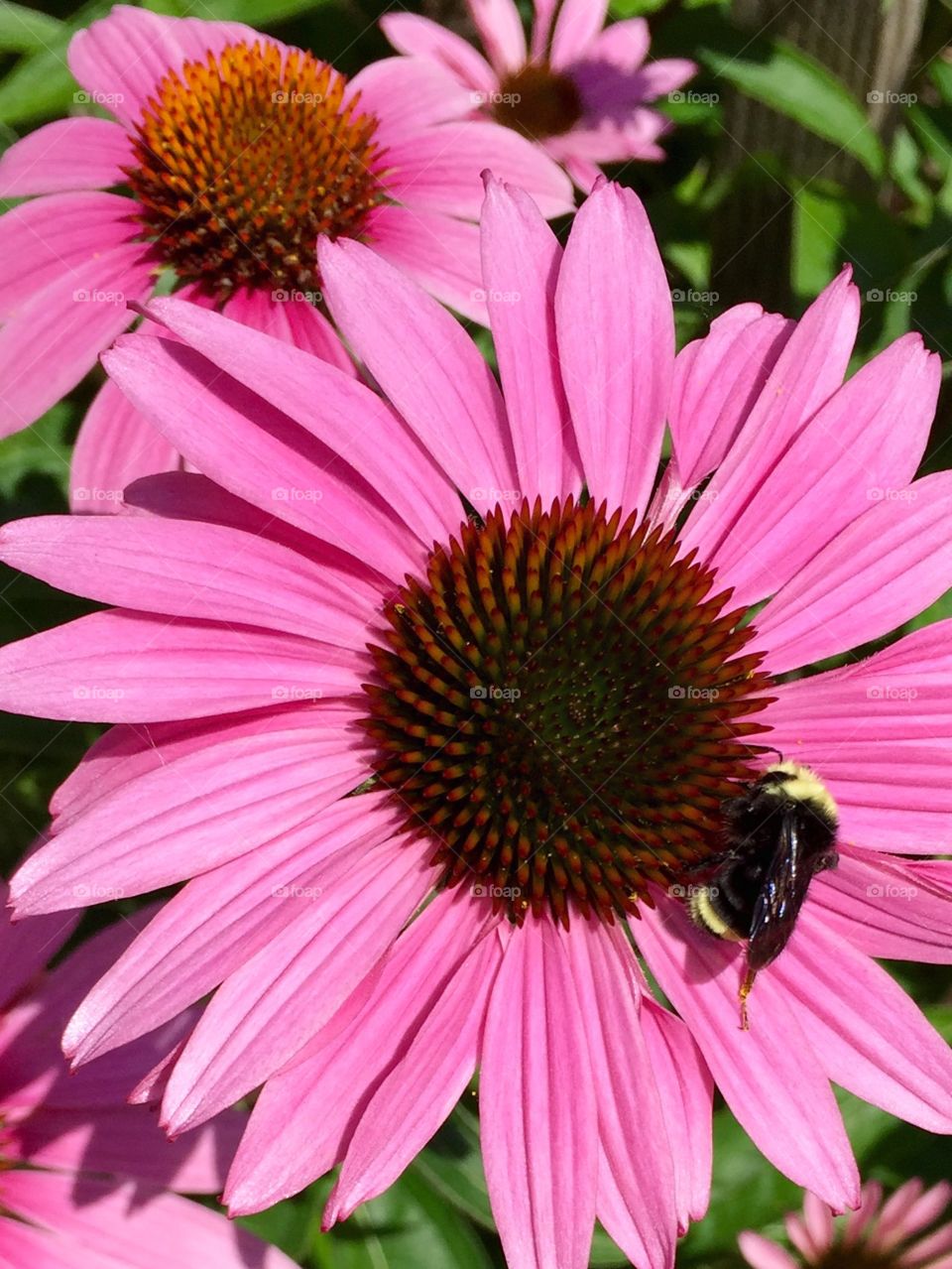 Pink flower with bumble bee