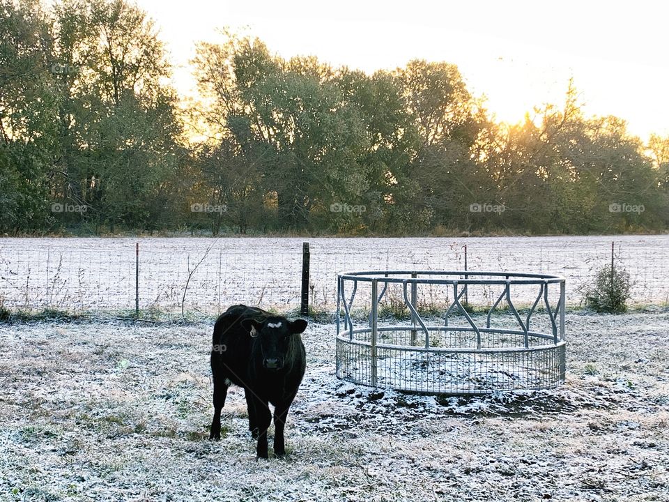 A lone heifer stands by an empty hay feeder in a snow-covered cattle enclosure against a backlit grove of trees 