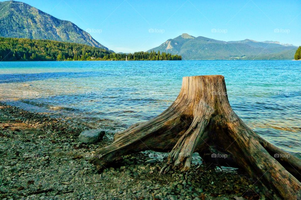 Tree stump at the shore