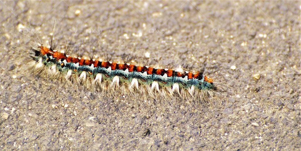 Nature's beautiful strange little creatures. I came across this little fellow on a nature hike the other day.