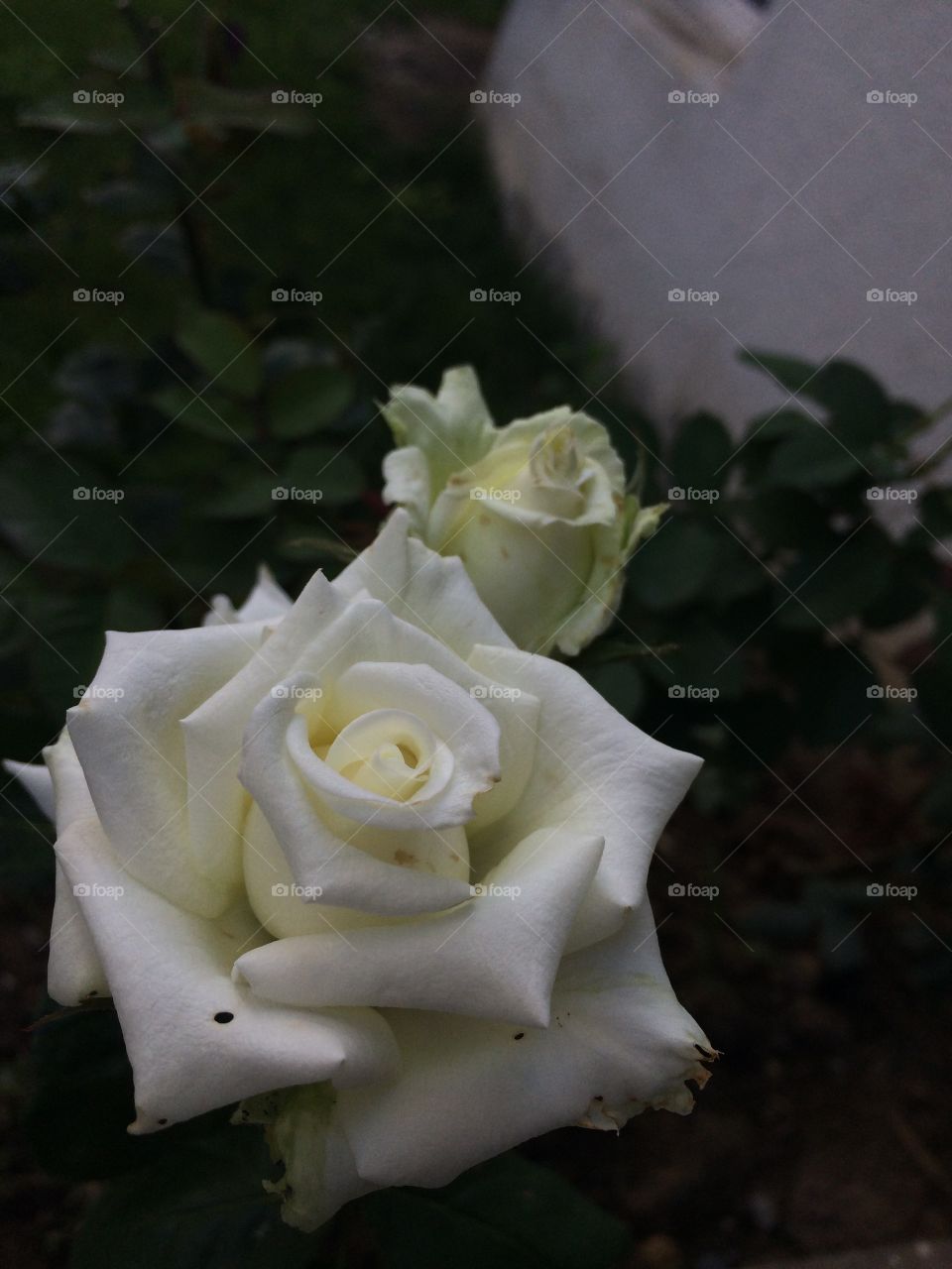 A wonderful white rose