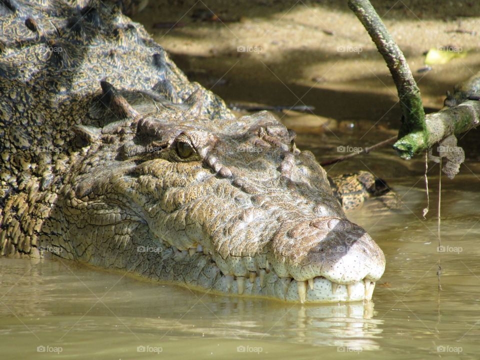 A wild saltwater crocodile resting in the Daintree river