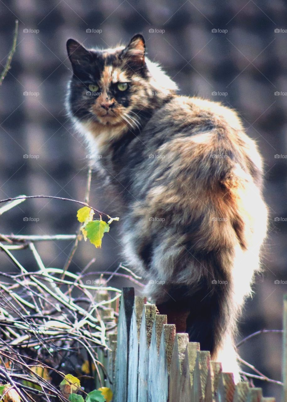 Cat on the fence ;)