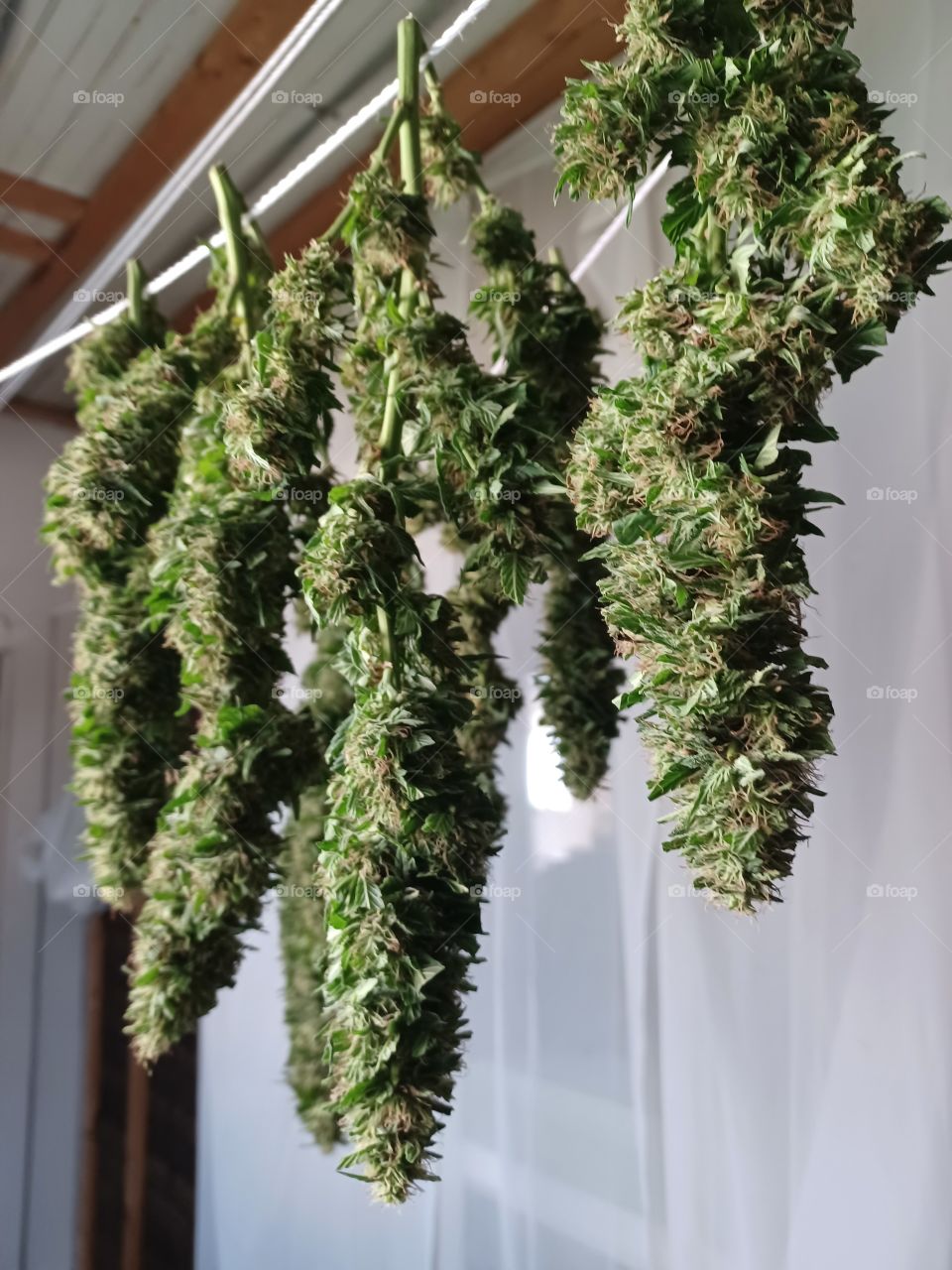 Drying marijuana