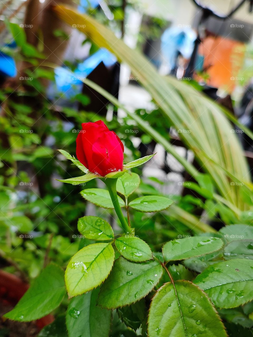 Red Rose is really beautiful...