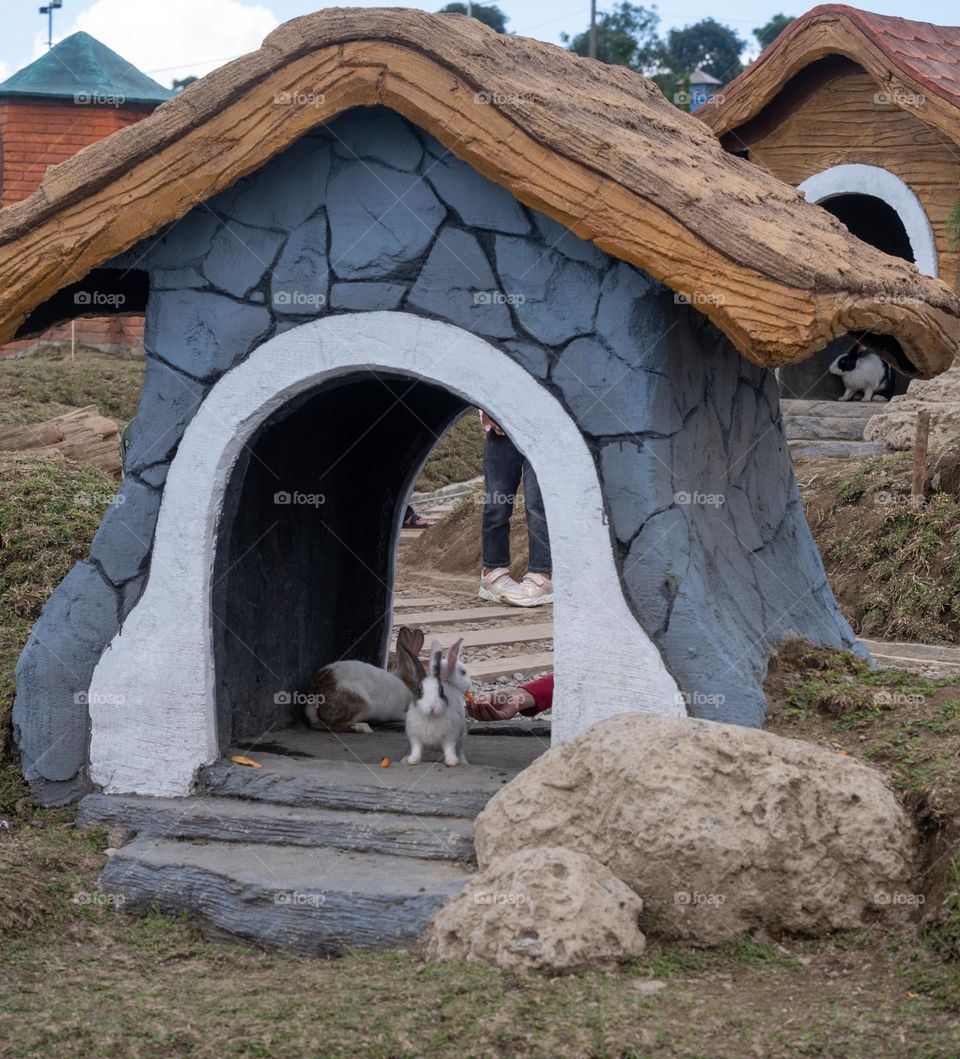 feed the rabbits in the park